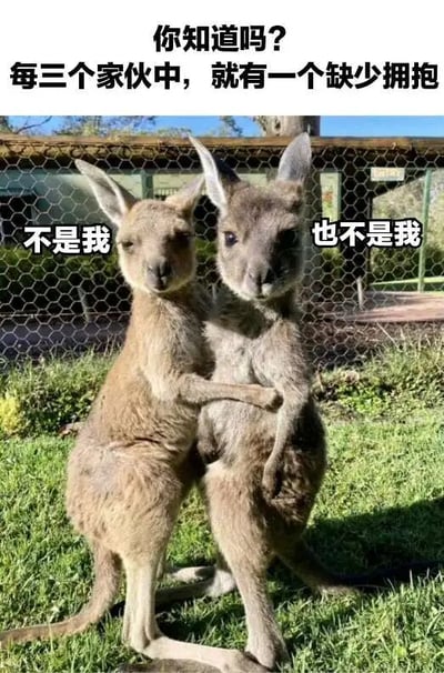 图片中两只袋鼠在绿色草地上互相拥抱站立，背景有铁丝网围栏和模糊的建筑物。上方配有文字“你知道吗？每三个家伙中，就有一个缺少拥抱”，左侧袋鼠身上叠加“不是我”，右侧袋鼠身上叠加“也不是我”。通过拟人化的对话制造幽默效果，暗示“缺少拥抱的那个”是不在场的第三方。