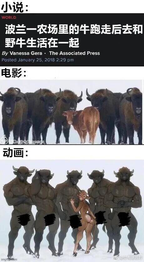 波兰农场牛加入野牛群事件