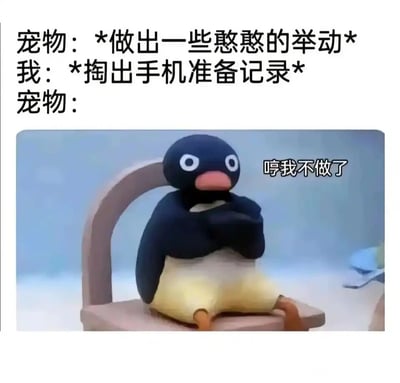 这是一张结合养宠日常创作的搞笑表情包，用黏土动画《企鹅家族》里的Pingu企鹅形象还原了养宠人的真实趣事：宠物刚做出憨憨的举动，主人掏出手机准备记录时，宠物立刻闹脾气不再继续，Pingu抱臂坐在椅子上、气鼓鼓的神态完美契合宠物闹别扭的状态，生动戳中了很多养宠人想记录宠物可爱瞬间却屡屡落空的共鸣点，风格幽默治愈。