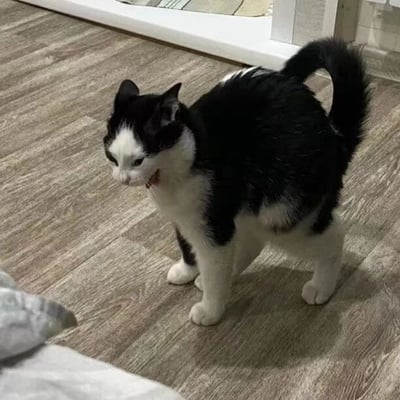 一只黑白相间的猫咪正站立在浅棕色木地板上，其背部和尾巴毛发呈黑色，胸部、爪子及脸部则为白色。猫咪嘴巴微张，眼神向下，尾巴高高翘起并微微弯曲，背景中可见部分白色门框和浅色地垫，整体画面捕捉了猫咪日常中警觉又可爱的瞬间。