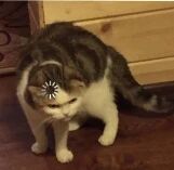 图片中是一只灰白相间的猫咪，正站立在木质柜子旁。猫咪的额头处有明显的黑色斑纹，身体微微前倾，低头专注地观察着地面，整体画面温馨可爱，展现了宠物日常的呆萌瞬间。