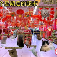 mur猫
