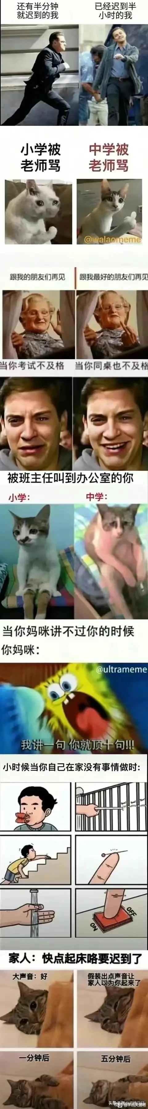 坐姿猫
