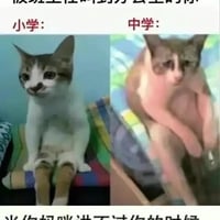 坐姿猫