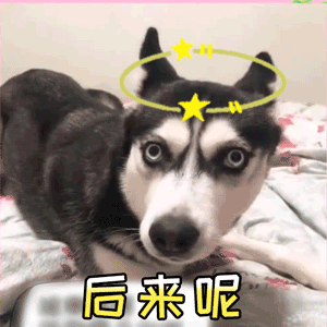 好奇哈士奇追问表情包：后来呢？怎么了？