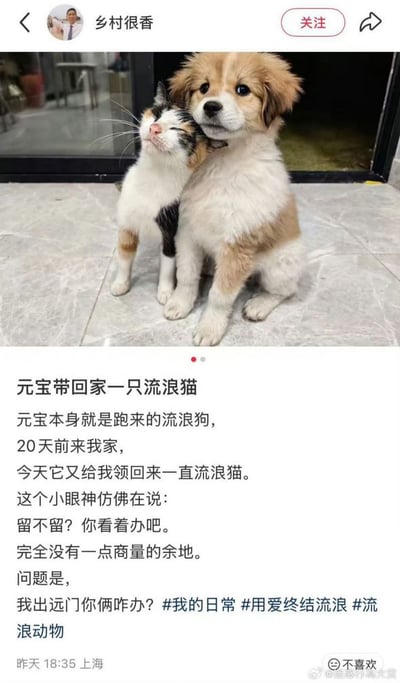 社交媒体账号「乡村很香」发布的一张暖心照片：一只名为元宝的流浪狗，20天前来到主人家，如今竟领回一只流浪猫。照片中，元宝与小猫亲密依偎，小狗眼神温柔，小猫仰头蹭着狗狗，画面十分治愈。配文写道：「这个小眼神仿佛在说：留不留？你看着办吧。完全没有一点商量的余地。问题是，我出远门你俩咋办？」字里行间透露出主人对两只小动物的喜爱与无奈。