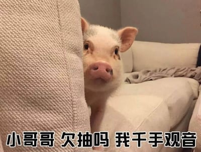 一只白色的小宠物猪从米色沙发的缝隙中探出头，圆溜溜的眼睛直视前方，带着好奇又有点俏皮的表情。猪的鼻子粉粉的，耳朵耷拉着，显得十分可爱。背景中可以看到沙发上随意搭着一条灰色的毯子，整体场景像是在温馨的居家环境中。图片底部有一行黑色加粗文字：“小哥哥 欠抽吗 我千手观音”，文字风格幽默，带有调侃意味，与小猪偷看的动作形成有趣的搭配，营造出轻松搞笑的氛围。