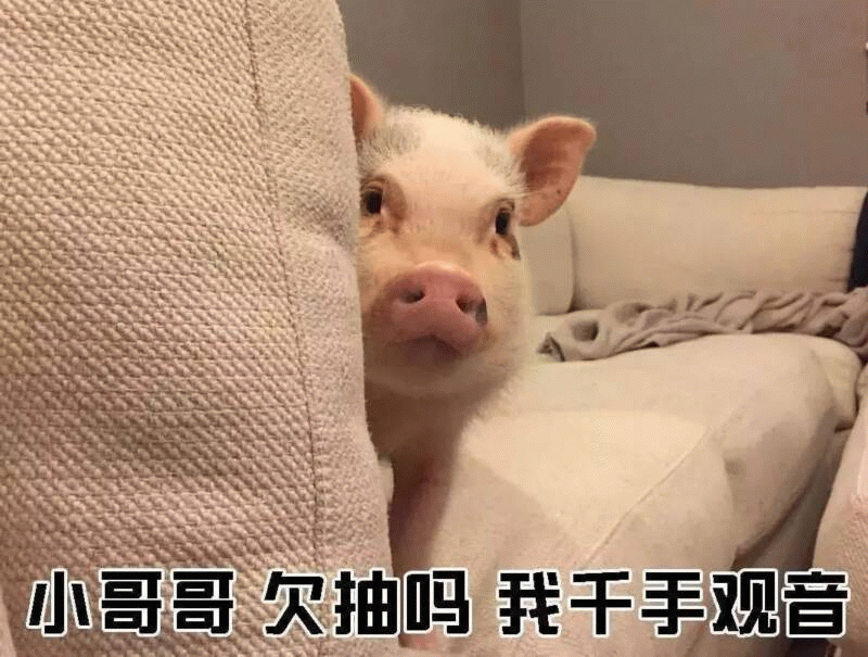 偷看的小猪表情包：小哥哥欠抽吗我千手观音