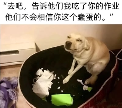 这是一张搞笑梗图，图片上方有文字："去吧，告诉他们我吃了你的作业 他们不会相信你这个蠢蛋的。" 图片主体是一只黄色的狗坐在狗窝里，狗窝中有撕碎的纸张和一个绿色的笔记本/文件夹，狗的表情看起来有些得意和狡黠。这张图幽默地演绎了学生常用的"狗吃了作业"的借口，通过给狗配上挑衅性的台词，制造出滑稽效果。