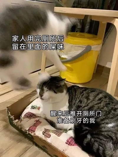 这张搞笑梗图使用两只狸花加白猫咪的画面做场景类比，上方是动态模糊、仿佛扑面而来的猫咪，对应配文指代家人用完厕所后残留的异味，下方是趴在垫子上、一脸嫌弃难受的猫咪，对应配文指代早起准备刷牙推开厕所门的自己，用猫咪的状态生动还原了普通人遇到厕所残留异味的真实反应，充满生活化的共鸣感。