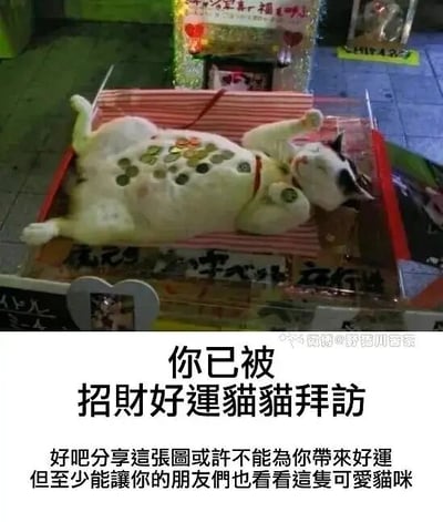 这是一张顶配底文的静态图，画面上半部分是一只黑白花色的猫咪仰躺在带有红边的平台上，肚皮朝上，双眼微眯，神态放松惬意，它的肚子和爪子上放置了多枚硬币，模仿招财猫的招财寓意但采用了搞怪的仰躺姿势，打破了传统招财猫的形象；画面下半部分配有文字，主标题为“你已被招财好运猫猫拜访”，下方补充说明文字“好吧分享這張圖或許不能為你帶來好運，但至少能讓你的朋友們也看看這隻可愛貓咪”，整体风格幽默治愈，用搞怪的猫咪形象来传递趣味的好运祝福，适合在社交平台分享来逗乐好友。