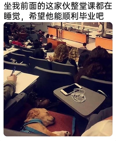 这张图片拍摄于一个大学阶梯教室的课堂上，画面中可以看到多名学生正在上课，有的学生手持笔在笔记本上记录，有的学生使用电子设备。在拍摄者前方的座位下方，一只戴着蓝色背带的狗狗正趴在红色垫子上熟睡，神态放松安详。图片上方配有文字：“坐我前面的这家伙整堂课都在睡觉，希望他能顺利毕业吧”，拍摄者将熟睡的狗狗调侃成上课睡觉的学生，用拟人化的方式制造出幽默搞笑的效果，让严肃的课堂场景变得生动有趣。