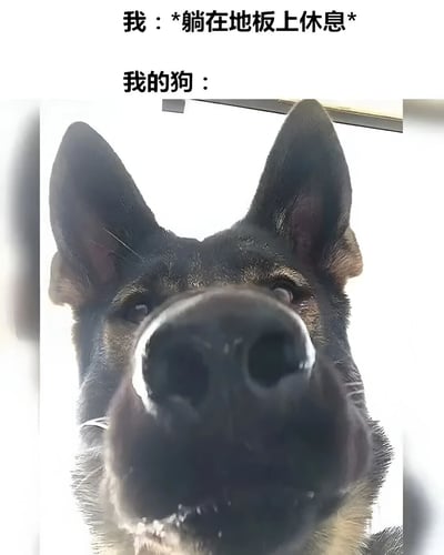 这张梗图展示了当主人躺在地板上休息时，一只德国牧羊犬好奇地俯视的有趣场景。上方文字写着'我：*躺在地板上休息* 我的狗：'，下方是狗的特写镜头，它的鼻子占据了画面的大部分，眼神中充满好奇和疑惑，形成了幽默的对比效果。