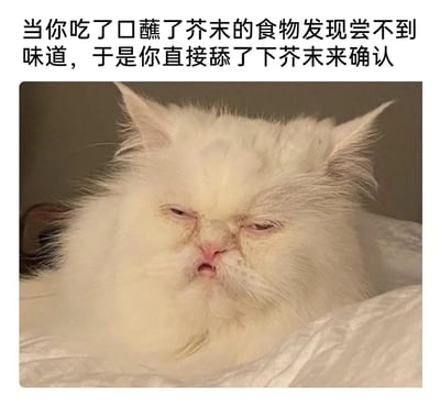 这是一张趣味图文表情包，上方配有中文文字：“当你吃了口蘸了芥末的食物发现尝不到味道，于是你直接舔了下芥未来确认”，下方是一只白色长毛宠物猫的照片。这只猫眉头紧皱，双眼挤成一条细缝，嘴巴微张，面部肌肉扭曲，呈现出非常痛苦、难受的神态，完美还原了人类直接舔食芥末后，被强烈辛辣感刺激到的表情，用动物的真实表情来共情人类的搞笑经历，充满趣味性，很适合用来调侃吃芥末时的尴尬又好笑的瞬间。