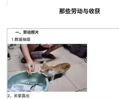 这是一张以「那些劳动与收获」为主题的搞笑整活图文，采用类似正式报告的格式呈现无厘头内容。上方是大标题，下方分「劳动照片」板块，其中第1点为「教猫抽烟」，配图是一只橘色小猫站在装有鱼的水盆边，凑向人手中的烟；第2点写着「关爱露出」，是「关爱流露」的谐音错别字梗。整体用严肃的记录形式包装荒诞的逗猫行为，通过强烈的反差感和谐音梗制造搞笑效果，把无意义的逗猫举动当成「劳动」来记录，充满无厘头趣味。