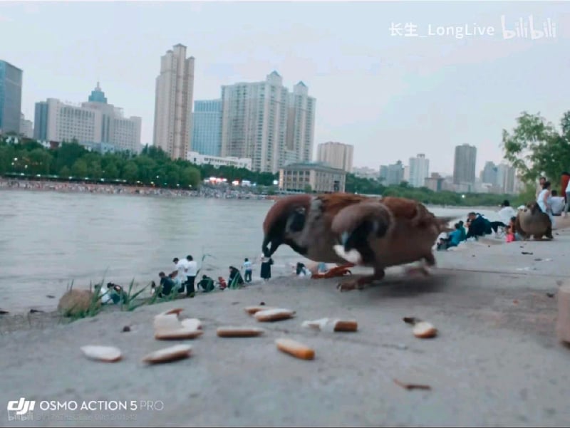 麻雀