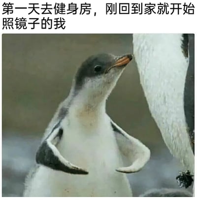 这张梗图以一只野生小企鹅的实拍画面为基础，配上文字“第一天去健身房，刚回到家就开始照镜子的我”，用小企鹅抬起双翅、对着旁边企鹅的身体专注打量的动作，生动还原了健身新手第一次健身后，急切想看到自己身体变化、迫不及待照镜子的心态。小企鹅的神态和动作充满雀跃与期待，和文字内容完美契合，精准戳中很多人的日常体验，带来搞笑又贴切的效果。
