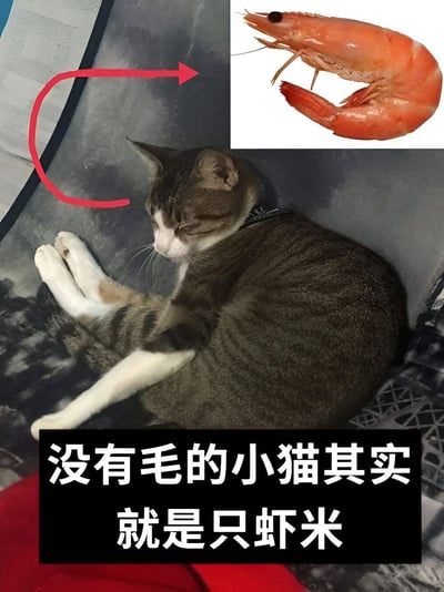 图片主体为一只灰白相间的猫咪仰卧蜷缩在深色表面上，双眼紧闭，前爪自然弯曲，姿态放松。右上角用红色箭头指向一张煮熟虾仁的图片，虾仁呈弯曲状，颜色鲜红。图片底部有黑色背景白色文字：“没有毛的小猫其实就是只虾米”，通过猫咪蜷缩的姿势与虾仁的形状进行幽默对比，制造搞笑效果。