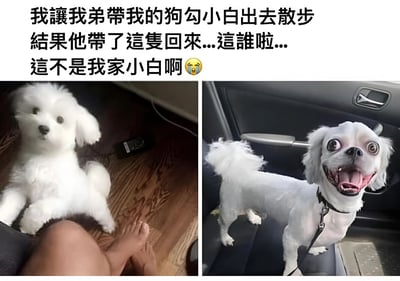 这是一张左右对比的搞笑宠物梗图。左侧图片显示一只毛茸茸的白色小狗安静地坐在主人腿上，背景是木地板。右侧图片则是一只造型奇特的白色小狗，毛发被修剪得很短，耳朵和尾巴留有长毛，它站在汽车座椅上，眼睛瞪得很大，嘴巴张开露出牙齿，表情十分夸张。图片上方配有文字：'我讓我弟帶我的狗勾小白出去散步 結果他帶了這隻回來...這誰啦...這不是我家小白啊😭'，讲述了让弟弟遛狗结果带回一只完全不同的狗的搞笑误会。