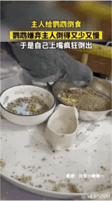 这是一段记录宠物灰鹦鹉趣事的动态图，画面中主人正在给鹦鹉倒食，鹦鹉嫌弃主人倒得又少又慢，便急切地用嘴扒拉装食物的食盆，疯狂地将食物往自己的碗里倒，动作滑稽好笑。图中配有文字说明整个事件的来龙去脉，让画面的趣味性更上一层楼。