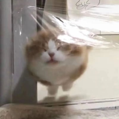 一只橘白相间的猫咪正将脸紧紧贴在玻璃表面，眼睛紧闭，表情看起来十分享受和放松。猫咪的脸部因为挤压而略微变形，呈现出一种可爱又滑稽的模样。