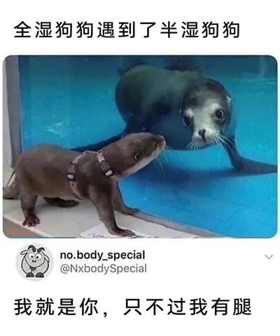 这是一张趣味合成梗图，创作者将水獭戏称为“半湿狗狗”，把玻璃后的海豹称作“全湿狗狗”，让两者隔着玻璃对视，搭配上方的文字“全湿狗狗遇到了半湿狗狗”，再加上X用户no.body_special的配文“我就是你，只不过我有腿”，利用两种动物外形的相似性，制造出“平行世界的另一个自己”的搞笑反差，调侃它们像处于不同干湿状态的狗狗，用有腿和无腿的差异强化笑点，整体风格轻松有趣，适合在社交平台传播。