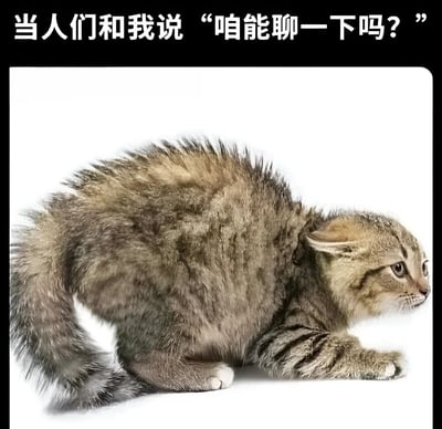 一张猫咪炸毛的图片，上方配有文字"当人们和我说'咱能聊一下吗?'"。图中猫咪全身毛发竖起呈蓬松状态，背部弓起，尾巴炸开，表现出明显的防御和抗拒姿态。通过猫咪的应激反应形象比喻了社恐人群面对社交邀请时的紧张与不适，用动物行为幽默化表达人类社交焦虑。