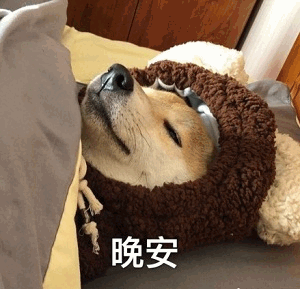 戴着毛绒头套的柴犬睡颜晚安图