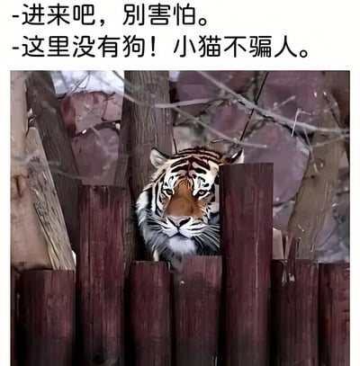 图片上方有两行文字："-进来吧，别害怕。-这里没有狗！小猫不骗人。"，下方是一只老虎从木栅栏的缝隙中探出头来。图片通过文字与画面的反差制造幽默效果，文字声称"没有狗"且是"小猫"说的，但实际画面中却是一只老虎。