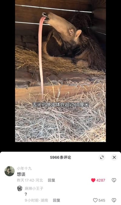 图片上半部分是科普短视频截图，展示了一只食蚁兽伸出可超过60厘米的长舌头，配文标注其舌头长度；下半部分是抖音风格的评论区，用户“小年十九”留下评论“想谈”，谐音“想舔”，对应食蚁兽的长舌头，获得4287个赞，下方用户“麻辣小王子”回复问号，形成搞笑的玩梗效果。
