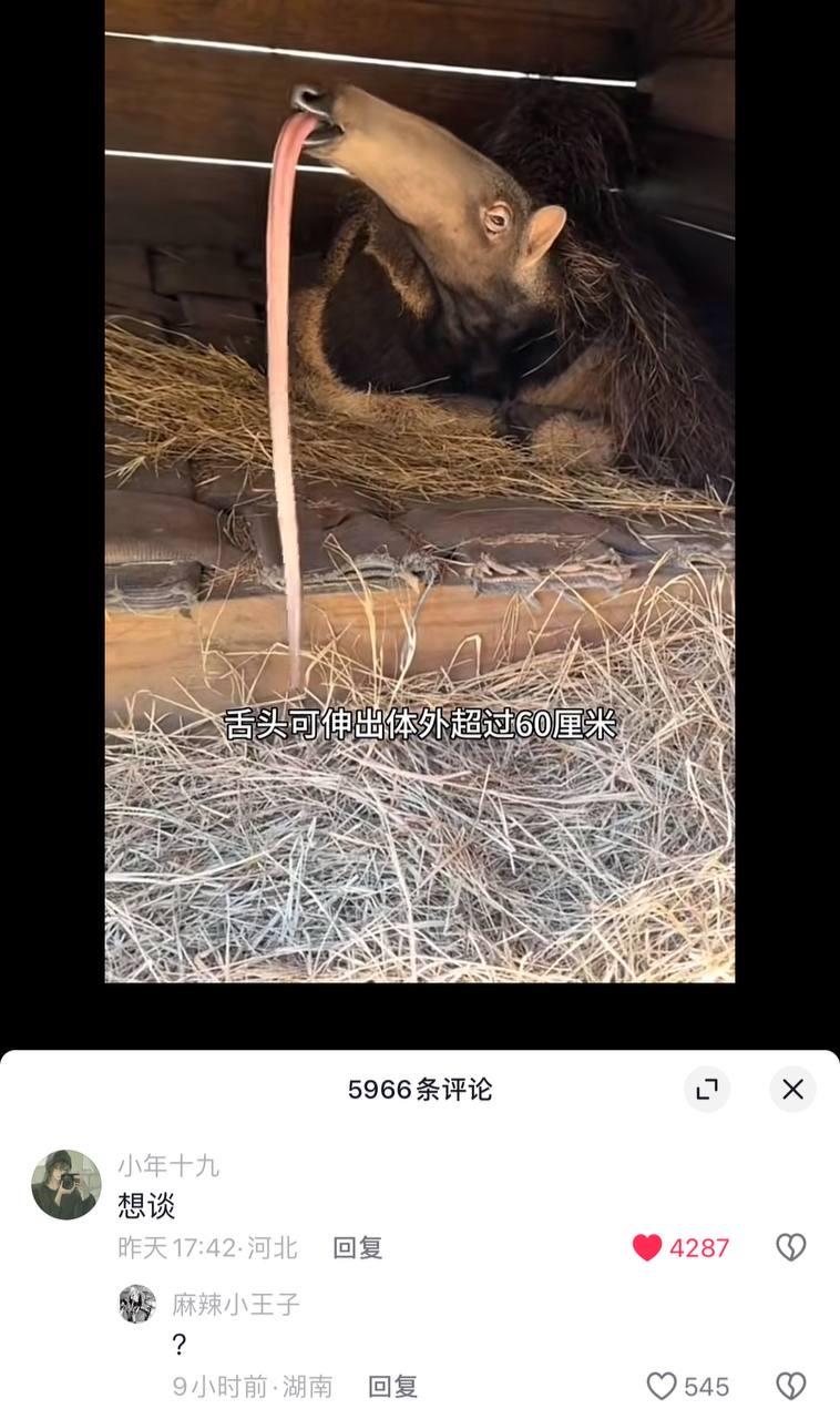 食蚁兽