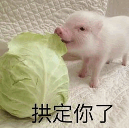小猪拱卷心菜：拱定你了