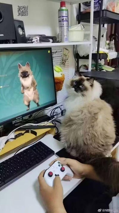 玩家正手持Xbox手柄在电脑前玩游戏，电脑屏幕中显示着一只直立的猫咪游戏角色，而旁边的现实布偶猫与该游戏角色毛色、面部特征几乎完全一致，猫咪站在桌前歪头看向镜头，和屏幕里的角色形成奇妙的呼应，仿佛猫咪就是游戏角色的原型，画面充满巧合带来的搞笑趣味。
