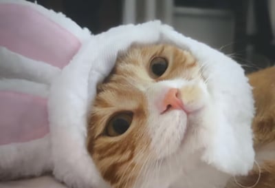 一张近距离拍摄的猫咪照片，主角是一只橘白相间的猫，它戴着一个白色的兔子造型帽子，帽子上有粉色的内耳。猫咪有着大大的圆眼睛，正微微仰头向上看，表情显得好奇又无辜。背景是模糊的室内环境，可以隐约看到一些家具轮廓。