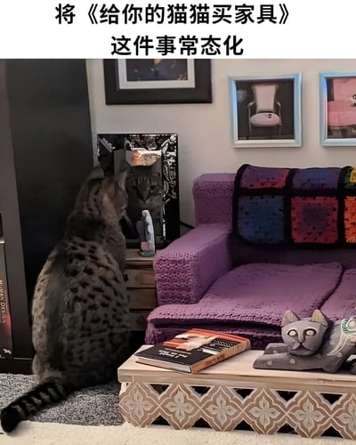 图片展示了一只真实猫咪在布置温馨的室内环境中，它正专注地注视着前方。房间内有紫色的沙发，沙发上搭着彩色拼布毯子，旁边的木质茶几上放着几本书和一个猫形装饰摆件。墙上挂着几幅相框画，整体氛围舒适惬意。图片顶部配有文字“将《给你的猫猫买家具》这件事常态化”，表达了倡导为猫咪添置专属家具的理念。