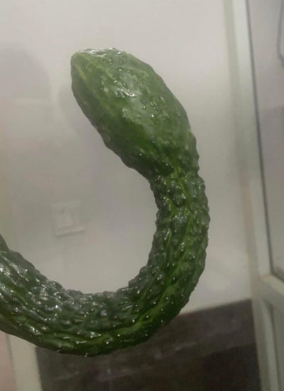这是一根形态十分怪异的黄瓜，整体自然弯曲成了C形，表皮带有黄瓜标志性的凸起纹理和白色小刺，看起来是生长过程中受环境因素影响长成了这个特殊形状，自带喜感，仿佛一个天然的“挂钩”，让人觉得新奇又搞笑。