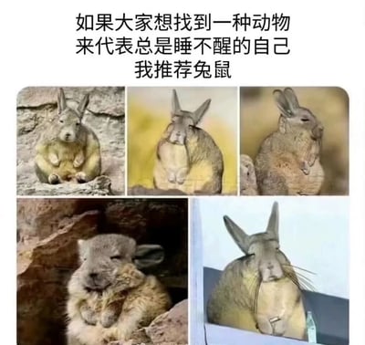 图片上方配有文字“如果大家想找到一种动物来代表总是睡不醒的自己 我推荐兔鼠”，下方是五张兔鼠的照片。这些兔鼠或静坐于岩石上，或蜷缩在角落，均呈现出半眯眼、神情迷离的困倦状态，动作慵懒，表情呆萌，生动诠释了“睡不醒”的特质，整体风格幽默可爱，容易引发经常感到困倦人群的共鸣。