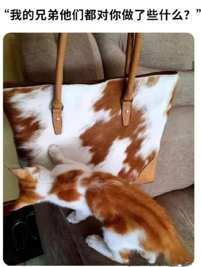 一只橘白相间的猫正用爪子触碰一个棕白相间的牛皮纹手提包，包的皮质带有自然的奶牛花纹。图片上方配有文字“我的兄弟他们都对你做了些什么？”，通过拟人化手法，将猫塑造成在关心“牛皮包兄弟”的形象，形成幽默效果。