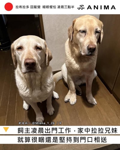 图片中两只黄色拉布拉多犬坐在木地板上，表情困倦，眼睛半睁半闭，似乎还没睡醒。它们端正地坐着，面向前方，像是在目送主人出门。图片上方有文字'拉布拉多 回籠覺 睡眼惺忪 凌晨三點半'，下方说明文字讲述饲主凌晨出门工作，家中的拉布拉多兄妹虽然很困但还是坚持到门口相送的暖心场景。