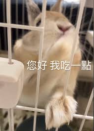 兔子