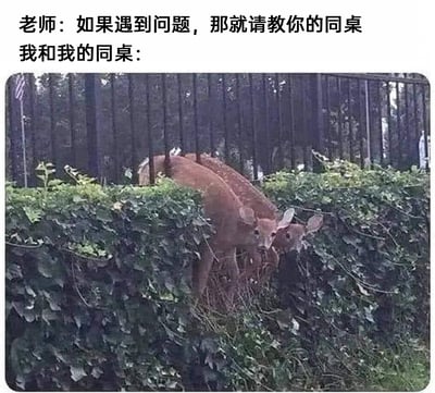 这是一张图文结合的搞笑梗图，上方分为两行文字，第一行是老师的话语：“如果遇到问题，那就请教你的同桌”，第二行是旁白引出后续画面：“我和我的同桌：”。下方是一张视觉错位的真实照片，两只鹿躲在茂密的绿植后方，头部探出，由于视觉角度的原因，看起来像是两只鹿正互相注视着对方，生动地还原了学生时代遇到难题时，自己和同桌都毫无头绪，只能面面相觑、无法互相帮助的尴尬又好笑的场景，用动物的画面巧妙调侃了校园里的日常窘境。