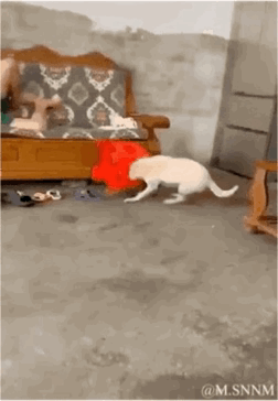 白色小狗