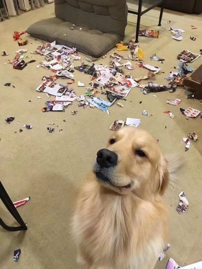 一只金毛犬坐在满地撕碎的纸屑和包装碎片中，周围一片狼藉。狗狗抬起头，眼神看起来无辜又略带期待，仿佛在说‘我什么都没做哦’。背景中可以看到狗窝和散落的家具，整个场景充满了宠物拆家后的既无奈又好笑的氛围。