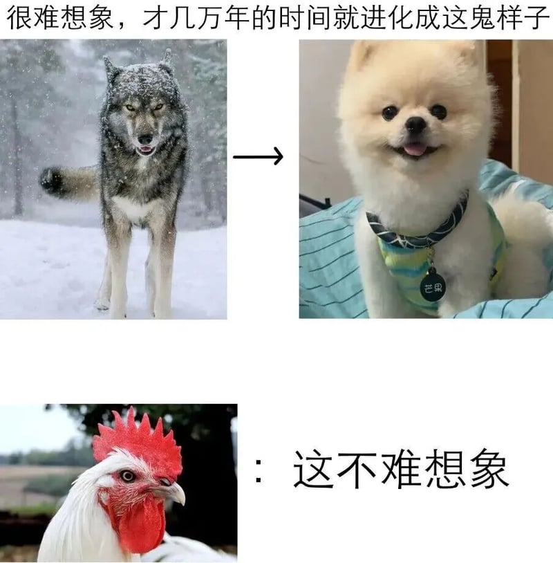灰狼
