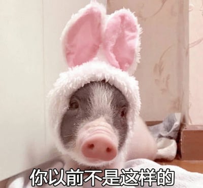 图片中是一只脸部黑白相间的宠物猪，戴着一顶白色毛绒帽子，帽子上有两只粉色的兔子耳朵。小猪正安静地躺在柔软的表面上（可能是毛巾），背景是浅色的墙壁和带有花纹的墙纸。图片底部配有文字“你以前不是这样的”，仿佛在以拟人化的方式抱怨小猪的变化，营造出一种可爱又略带幽默的氛围。