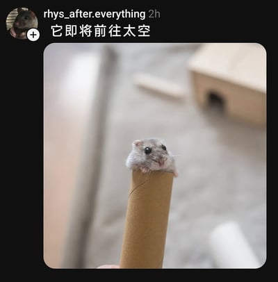 这是一张海外社交平台的动态截图，发布者账号头像是一只老鼠，动态配文“它即将前往太空”。主体图片中，一只灰色小仓鼠趴在纸筒顶端，仅露出上半身，圆溜溜的眼睛睁得大大的，表情呆萌好奇。纸筒的造型类似火箭，结合配文制造出仓鼠即将搭乘“火箭”前往太空的趣味拟人化场景，背景模糊处理，突出了仓鼠和纸筒这个核心趣味元素，整体风格可爱治愈，充满创意。