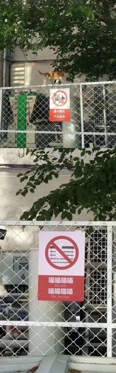 这是一张上下对比的趣味梗图，上图中一只橘白相间的猫咪正悠闲地走在写有「请勿靠近 严禁攀爬」的禁令围栏上方，完全无视人类的禁令；下图则是网友恶搞修改后的禁令牌，把原本禁止人类攀爬的图案改成了禁止猫咪趴在围栏上的图案，下方配文「喵喵喵喵 No fish 喵喵喵喵 No snooze」，玩了谐音和拟人化的梗，用猫咪的视角重新定义禁令，充满反差感。

梗点说明：这里的「No fish」和「No snooze」是谐音梗，对应中文「请勿」和「严禁」的发音，用「喵喵喵喵」模拟猫咪叫声，将人类禁令转化为针对猫咪的规定，趣味十足。