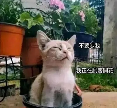 这是一张文字加注类的静态单图，画面主体是一只浅色系猫咪，它端坐在黑色花盆中，双眼紧闭，神态惬意放松，仿佛正在模仿植物“酝酿开花”。图中配有繁体中文文字“不要吵我”“我正在試著開花”，将猫咪拟人化，把猫咪待在花盆里的场景与植物开花的行为结合，制造出荒诞又可爱的搞笑效果，既展现了猫咪的萌态，又用拟人化的表达传递出想要安静独处、不被打扰的情绪，让人忍俊不禁。