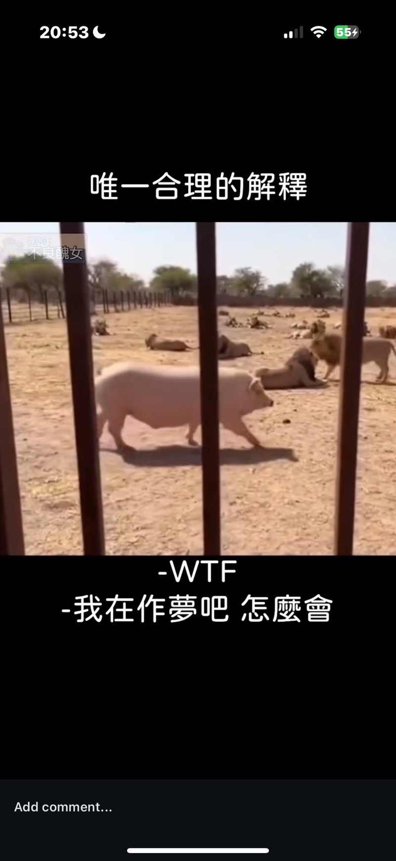 狮子