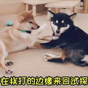 柴犬在挨打的边缘反复横跳